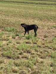 Found/Stray Female Dog last seen 91st & Thomas, Phoenix, AZ 85037