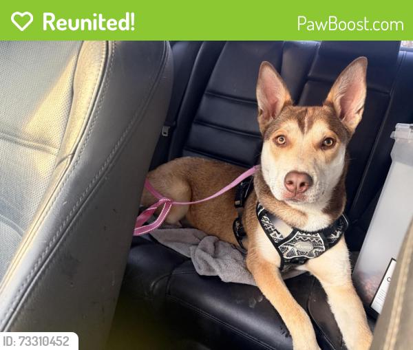 Reunited Female Dog last seen Walmsley blvd, Richmond, VA 23234