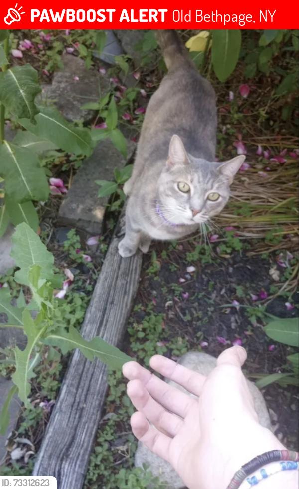 Lost Female Cat last seen BATTLE ROW CAMP GROUND OLD BETHPAGE, Old Bethpage, NY 11804
