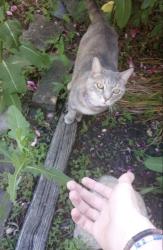 Lost Female Cat last seen BATTLE ROW CAMP GROUND OLD BETHPAGE, Old Bethpage, NY 11804