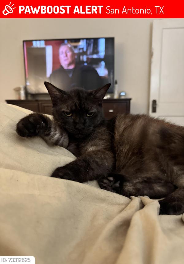 Lost Female Cat last seen Michigan, San Antonio, TX 78201
