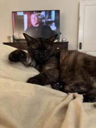 Lost Female Cat last seen Michigan, San Antonio, TX 78201