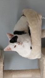 Lost Male Cat last seen Cow Lane, subway, Hertfordshire, England 