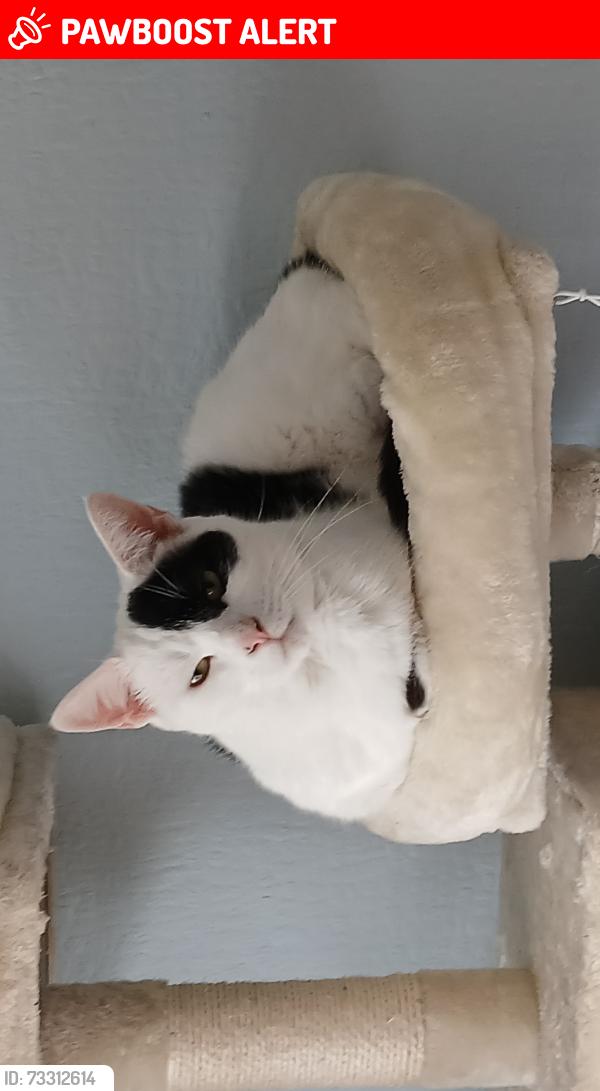 Lost Male Cat last seen Cow Lane, subway, Hertfordshire, England 