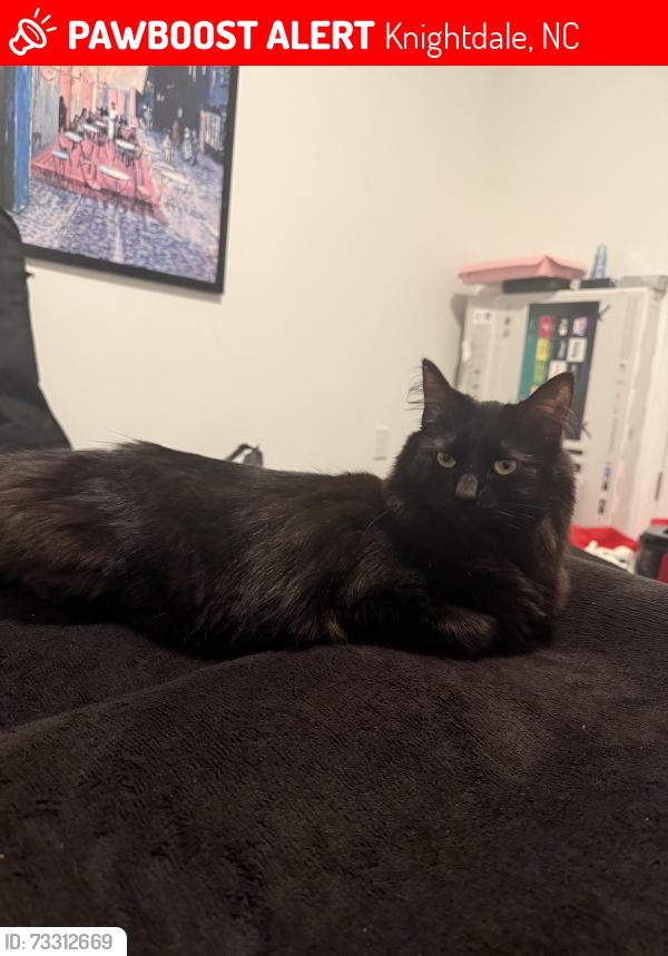Lost Male Cat last seen hodge rd, Knightdale, NC 27545