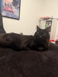 Lost Male Cat last seen hodge rd, Knightdale, NC 27545