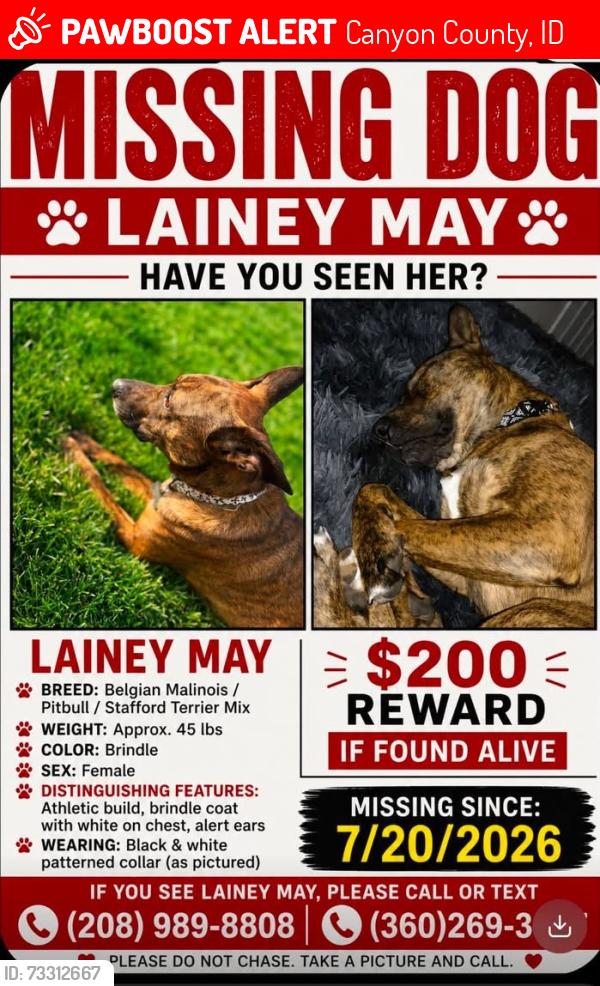 Lost Female Dog last seen Middleton road and flamingo, Canyon County, ID 83651