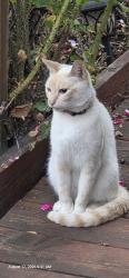 Lost Female Cat last seen SE Hill Rd/ Trilva Jean Court, Oak Grove, OR 97267