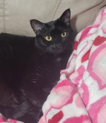Reunited Male Cat last seen Nisqually pines, Yelm, WA 98597