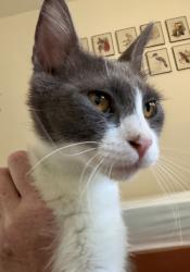 Found/Stray Female Cat last seen Stark St. and 122nd Ave, Portland, OR 97216