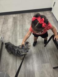 Reunited Female Dog last seen Whitfield Sarasota, Sarasota, FL 34243