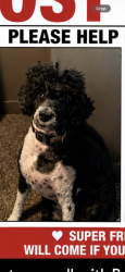 Reunited Male Dog last seen Ballpark, Salt Lake City, UT 84111