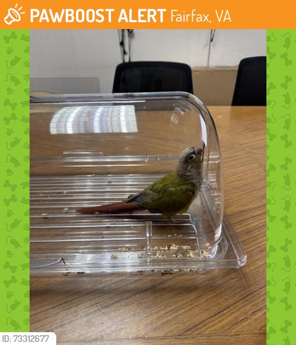 Found/Stray Unknown Bird last seen PJ Skidoos Restaurant at 9908 Fairfax Boulevard, Fairfax, VA 22030