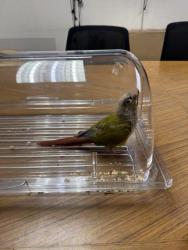 Found/Stray Unknown Bird last seen PJ Skidoos Restaurant at 9908 Fairfax Boulevard, Fairfax, VA 22030