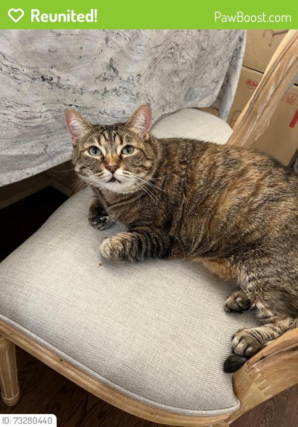 Reunited Female Cat last seen Sacramento, Chicago, IL 60645