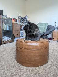 Lost Female Cat last seen Near S and Airport road, West Jordan, UT 84084