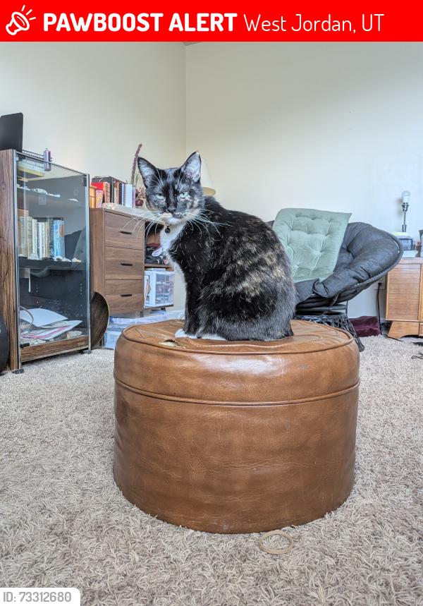 Lost Female Cat last seen Near S and Airport road, West Jordan, UT 84084