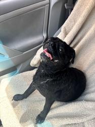 Found/Stray Female Dog last seen Near Valencia Town Center and gym, Santa Clarita, CA 91355