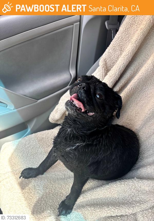 Found/Stray Female Dog last seen Near Valencia Town Center and gym, Santa Clarita, CA 91355