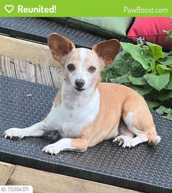 Reunited Female Dog last seen Bourque Road, Vermilion Parish, LA 70555