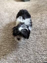 Reunited Unknown Dog last seen Stadium Pointe s, near NISD Sports Complex, San Antonio, TX 78249