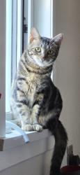 Lost Female Cat last seen nanaimo and 41st ave vancouver bc, Vancouver, BC V5P 1J5