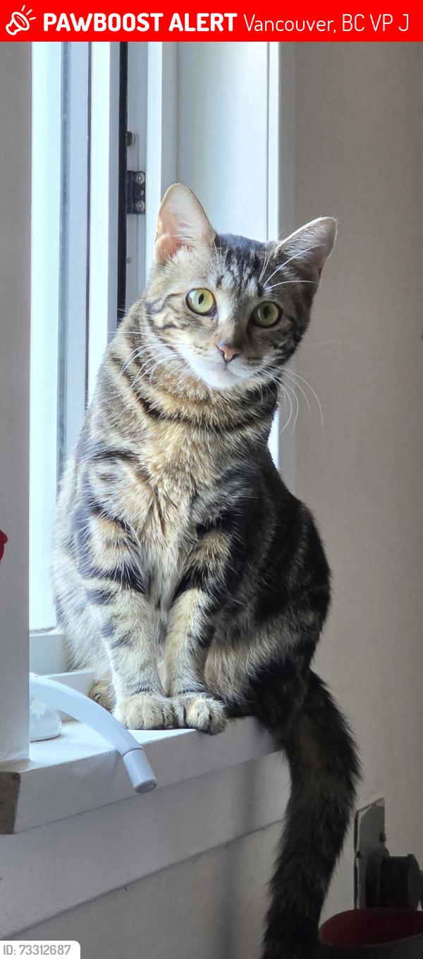 Lost Female Cat last seen nanaimo and 41st ave vancouver bc, Vancouver, BC V5P 1J5