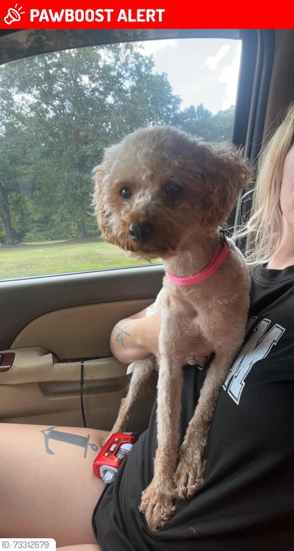 Lost Female Dog last seen Taylor rd in Honea Path, SC, Greenville County, SC 29654