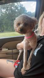 Lost Female Dog last seen Taylor rd in Honea Path, SC, Greenville County, SC 29654