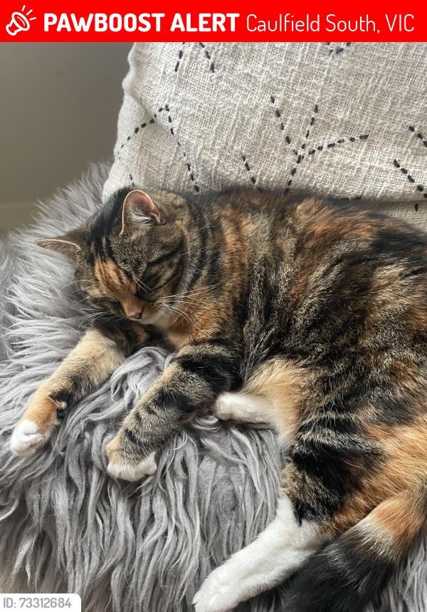 Lost Female Cat last seen Mercury Street and Aileen Avenue near the roundabout, Caulfield South, VIC 3162