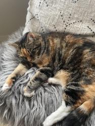 Lost Female Cat last seen Mercury Street and Aileen Avenue near the roundabout, Caulfield South, VIC 3162