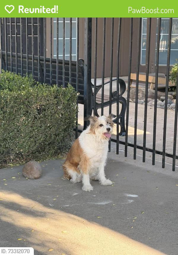 Reunited Female Dog last seen Pontiac street and north oak ave, Oakdale, CA 95361