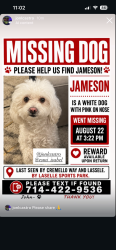 Lost Male Dog last seen Cremello way, Moreno Valley, CA 92551