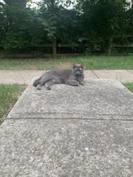 Reunited Female Cat last seen Hyland-Croy Road, Plain City, OH 43064