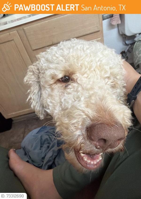 Found/Stray Male Dog last seen Not sure, San Antonio, TX 78250