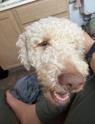 Found/Stray Male Dog last seen Not sure, San Antonio, TX 78250