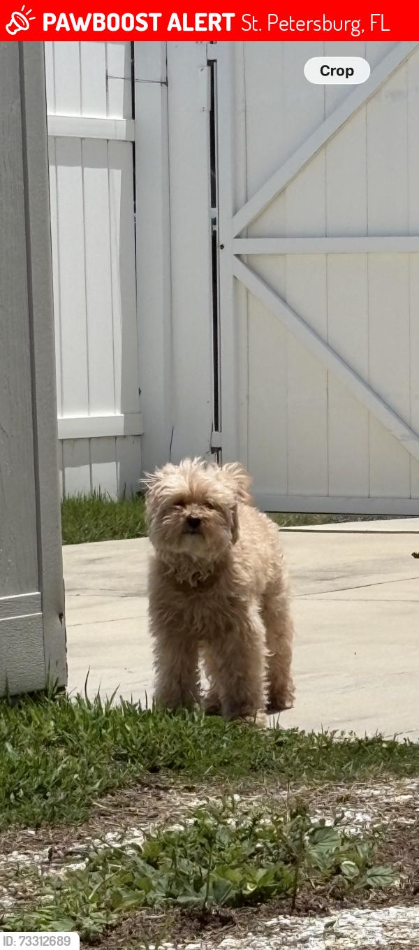 Lost Female Dog last seen farragut dr n, St. Petersburg, FL 33710