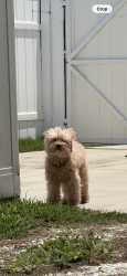 Lost Female Dog last seen farragut dr n, St. Petersburg, FL 33710