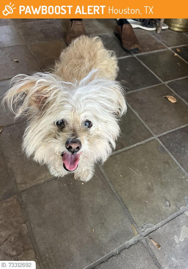 Found/Stray Female Dog last seen Willow Meadows Baptist church, Houston, TX 77025