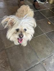 Found/Stray Female Dog last seen Willow Meadows Baptist church, Houston, TX 77025