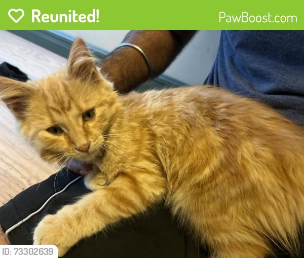 Reunited Female Cat last seen Near Range road 235 leduc county, Rolly View, AB T4X 0M2
