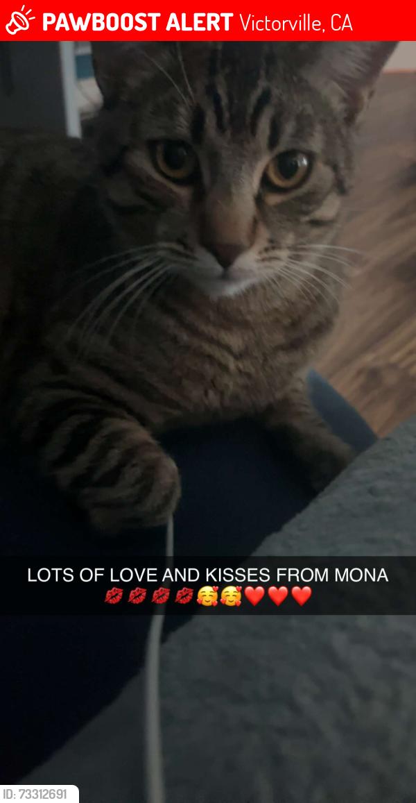 Lost Male Cat last seen Sycamore, Victorville, CA 92392
