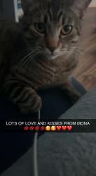 Lost Male Cat last seen Sycamore, Victorville, CA 92392