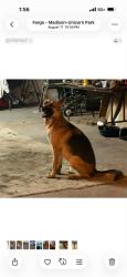 Reunited Male Dog last seen Near 19th St N Fargo, ND 58102, Fargo, ND 58102