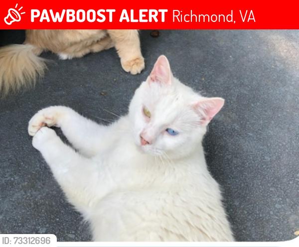 Lost Male Cat last seen Abbey Raod, Richmond, VA 23235