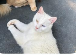 Lost Male Cat last seen Abbey Raod, Richmond, VA 23235