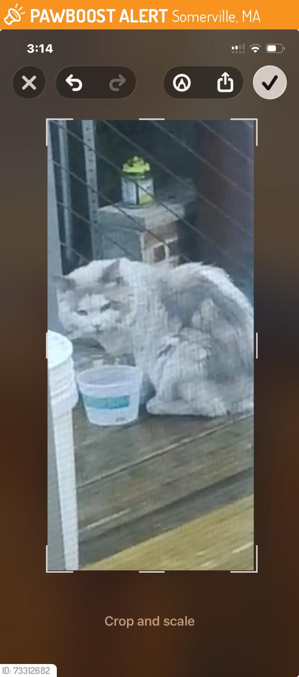 Found/Stray Unknown Cat last seen wellington ave- Walnut Road - Broadway, Somerville, MA 02145