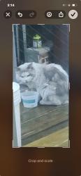 Found/Stray Unknown Cat last seen wellington ave- Walnut Road - Broadway, Somerville, MA 02145