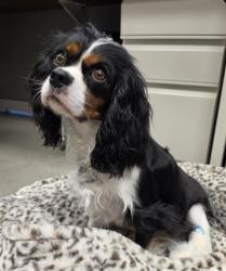 Shelter Stray Female Dog last seen DANNBERRY /GROVLIN, 11232 B Ave, Auburn, CA 95603, USA