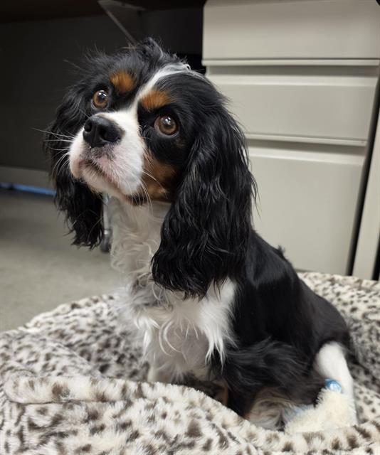 Shelter Stray Female Dog last seen DANNBERRY /GROVLIN, 11232 B Ave, Auburn, CA 95603, USA
